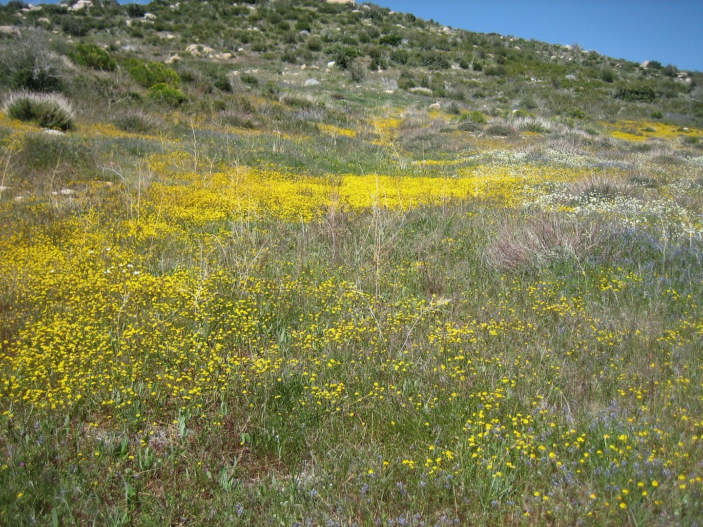 IMG_3698.jpg