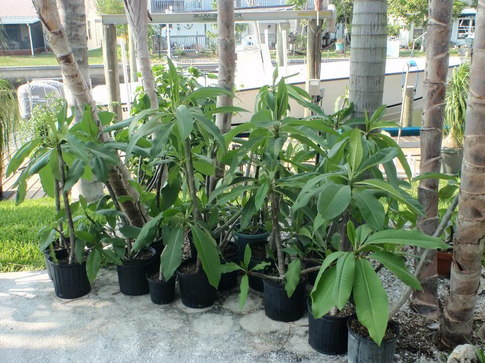 Tampa Area Plumeria Plants For Sale The Hull Truth Boating and
