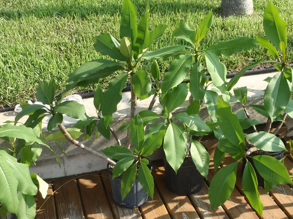 Tampa Area Plumeria Plants For Sale The Hull Truth Boating and