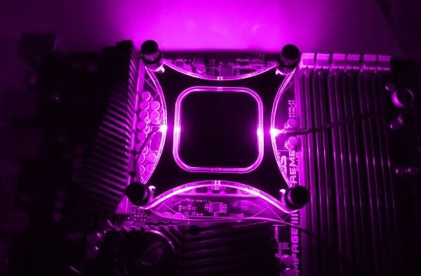 purple-1.jpg