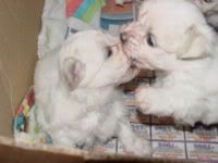 200px-Maltese_Puppies_Kissing.jpg