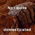 petsAV.jpg