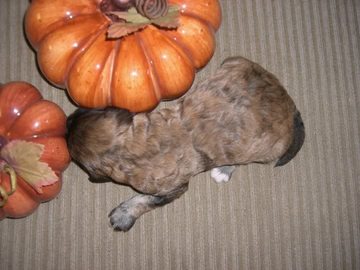 Brindle Labradoodle