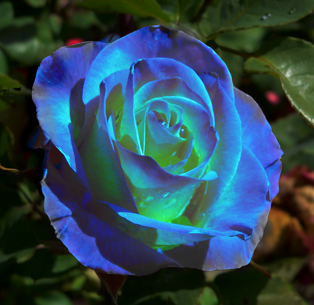 Blue Rose.....