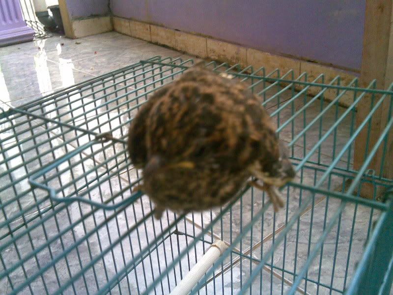 44+ Anakan burung kedasih coklat terbaru