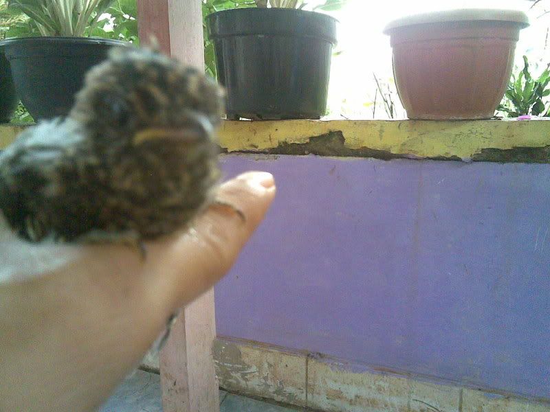 Ini Burung Apa Yach Kicaumania