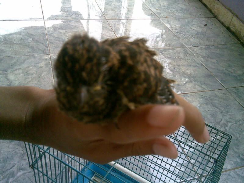 Ini Burung Apa Yach Kicaumania