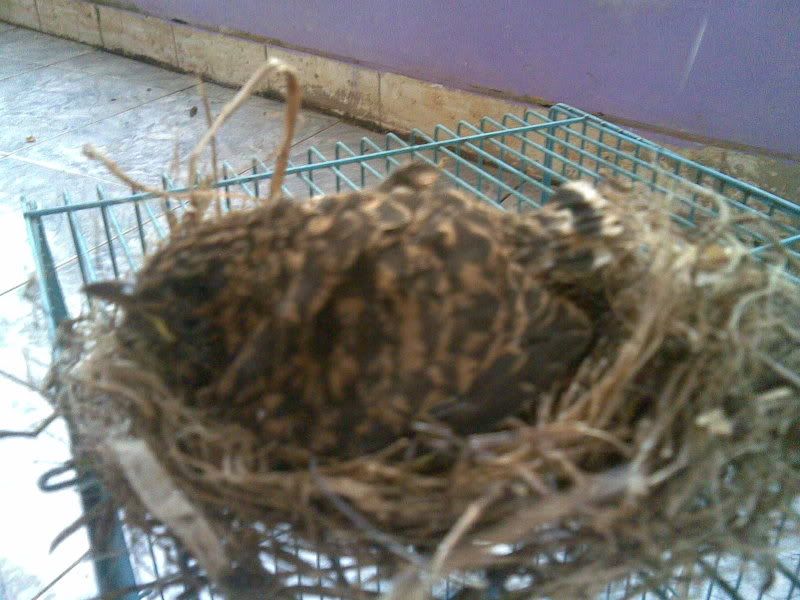 Ini Burung Apa Yach Kicaumania