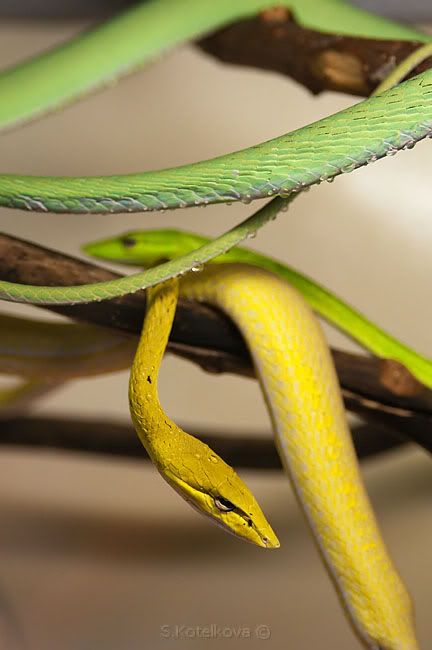 Выставка рептилий и амфибий в Московском зоопарке: zooparki_mira ...