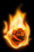 FIRE ROSE