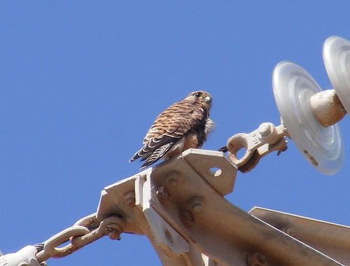 IMAGE: http://i133.photobucket.com/albums/q54/maypole_photos/4767844884_eac7cddeab.jpg