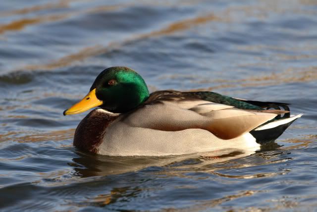 IMAGE: http://i133.photobucket.com/albums/q54/maypole_photos/Drake.jpg