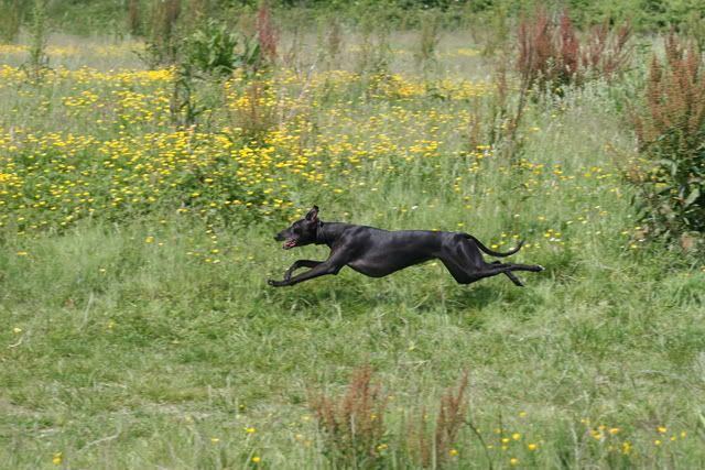 IMAGE: http://i133.photobucket.com/albums/q54/maypole_photos/IMG_0372.jpg