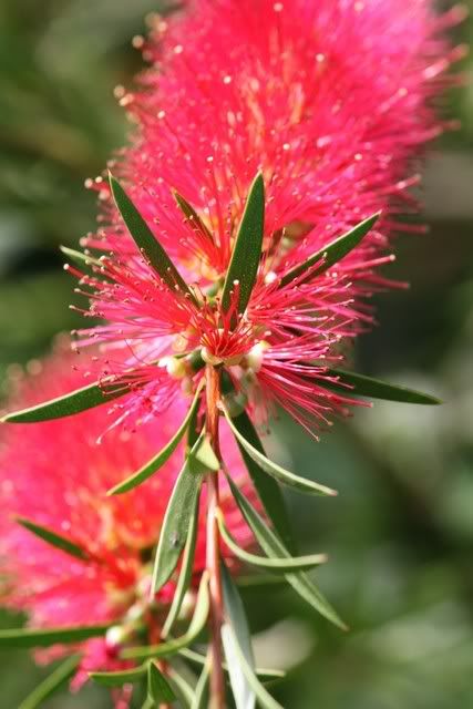 IMAGE: http://i133.photobucket.com/albums/q54/maypole_photos/IMG_0501.jpg