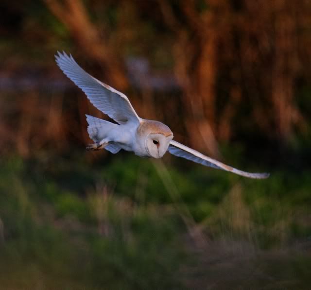 IMAGE: http://i133.photobucket.com/albums/q54/maypole_photos/Owlinflight.jpg