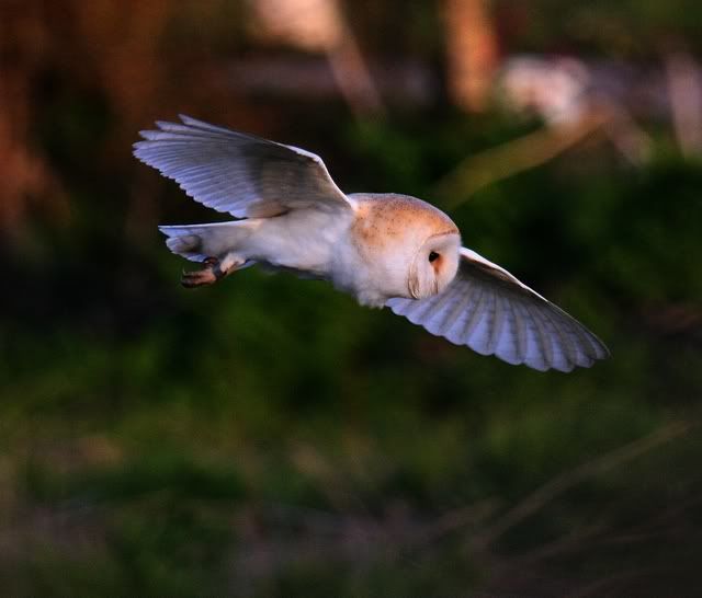 IMAGE: http://i133.photobucket.com/albums/q54/maypole_photos/Owlinflight2.jpg