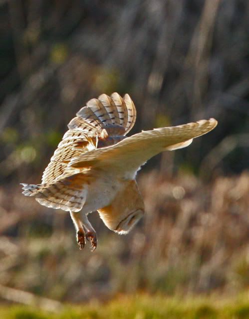 IMAGE: http://i133.photobucket.com/albums/q54/maypole_photos/Swoop-1.jpg