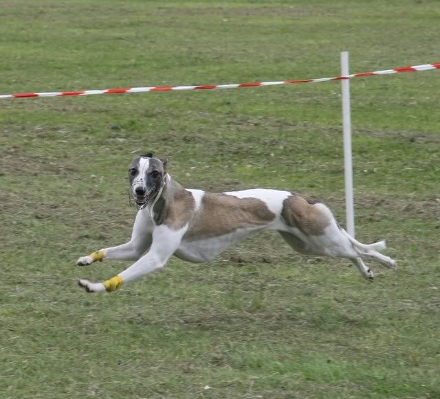 IMAGE: http://i133.photobucket.com/albums/q54/maypole_photos/andover13.jpg