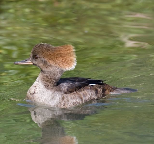 IMAGE: http://i133.photobucket.com/albums/q54/maypole_photos/arundel1.jpg