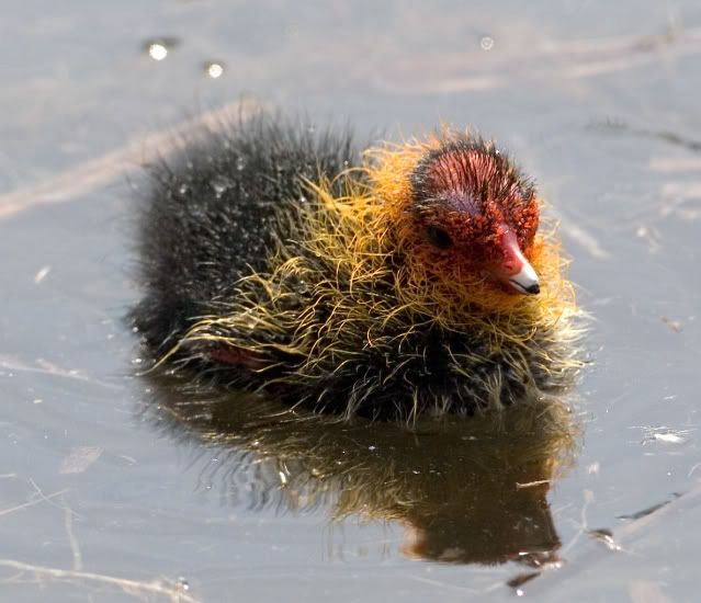 IMAGE: http://i133.photobucket.com/albums/q54/maypole_photos/arundel3.jpg