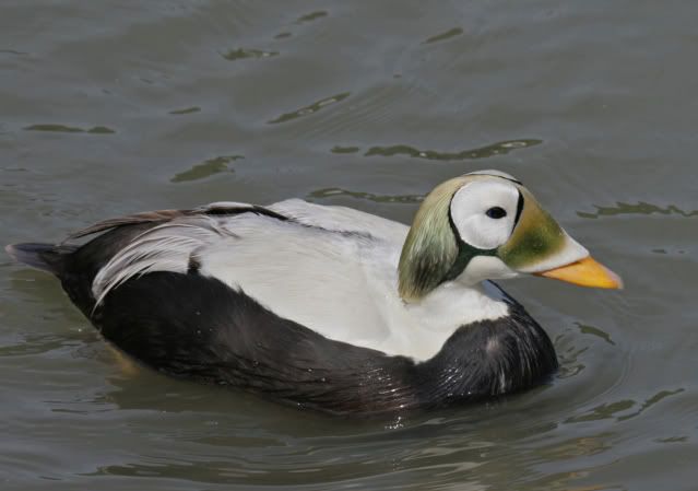IMAGE: http://i133.photobucket.com/albums/q54/maypole_photos/arundel6.jpg