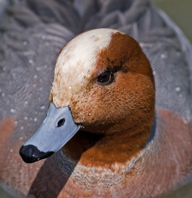 IMAGE: http://i133.photobucket.com/albums/q54/maypole_photos/arundel7.jpg