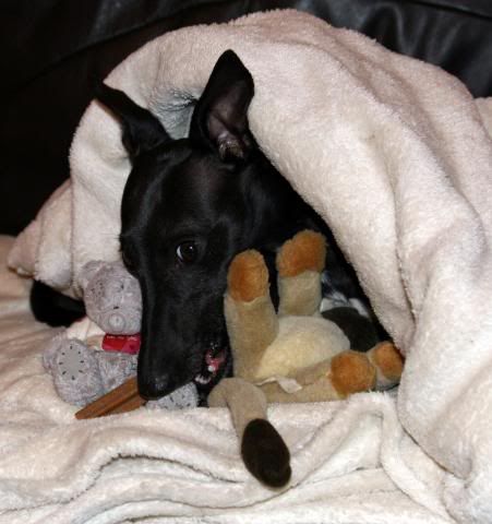 IMAGE: http://i133.photobucket.com/albums/q54/maypole_photos/babysittting2.jpg