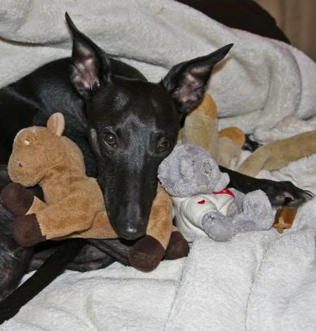 IMAGE: http://i133.photobucket.com/albums/q54/maypole_photos/babysittting3.jpg