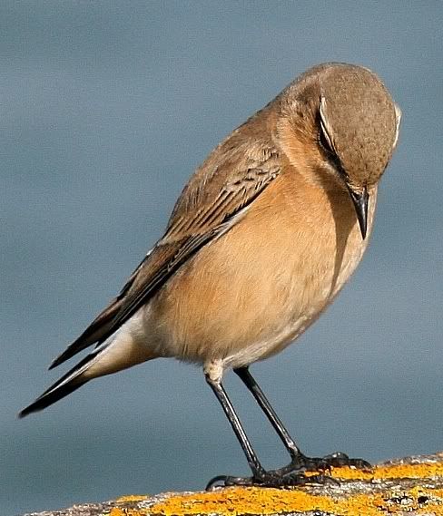 IMAGE: http://i133.photobucket.com/albums/q54/maypole_photos/bird-1.jpg