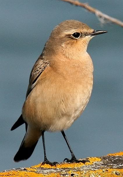 IMAGE: http://i133.photobucket.com/albums/q54/maypole_photos/bird2-1.jpg