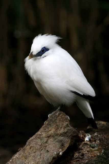 IMAGE: http://i133.photobucket.com/albums/q54/maypole_photos/bird3.jpg