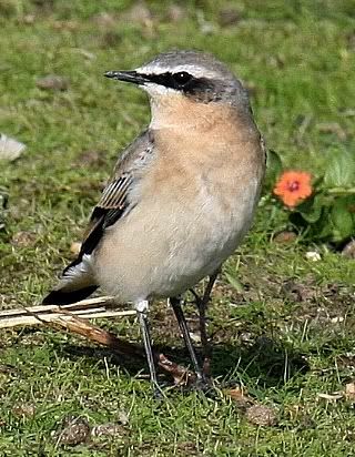 IMAGE: http://i133.photobucket.com/albums/q54/maypole_photos/bird6.jpg