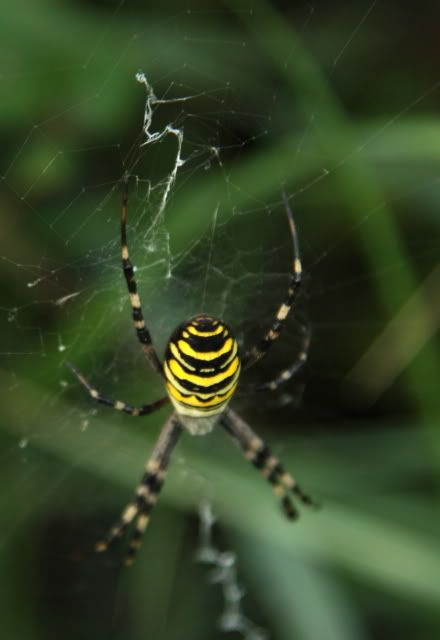 IMAGE: http://i133.photobucket.com/albums/q54/maypole_photos/blacknyellowspider.jpg