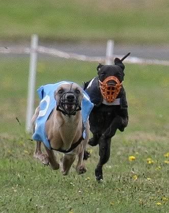 IMAGE: http://i133.photobucket.com/albums/q54/maypole_photos/blueblack-1.jpg