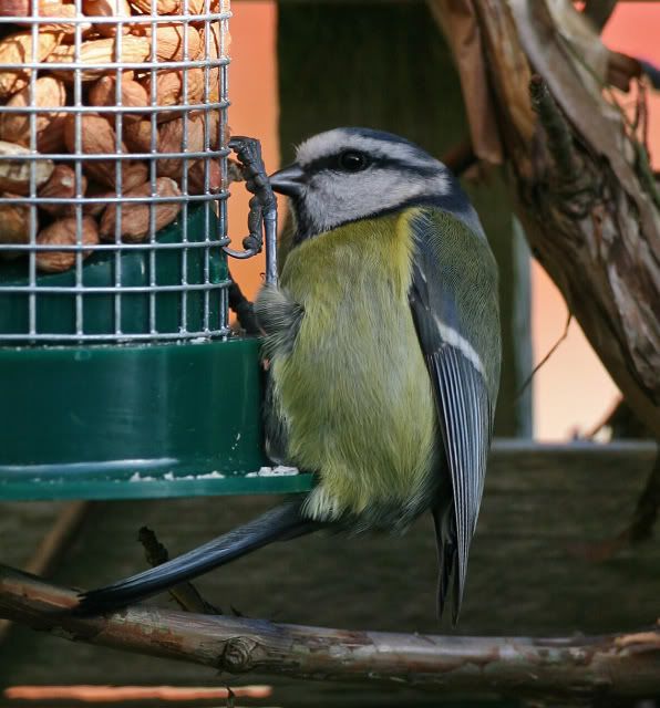 IMAGE: http://i133.photobucket.com/albums/q54/maypole_photos/bluetit2.jpg