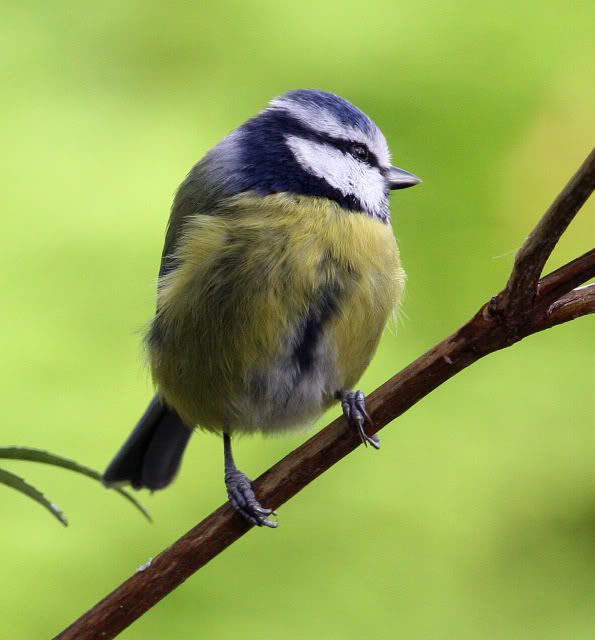 IMAGE: http://i133.photobucket.com/albums/q54/maypole_photos/bluetitbranch2.jpg