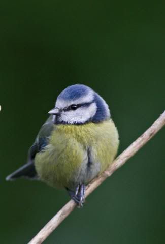 IMAGE: http://i133.photobucket.com/albums/q54/maypole_photos/bluetitperch.jpg