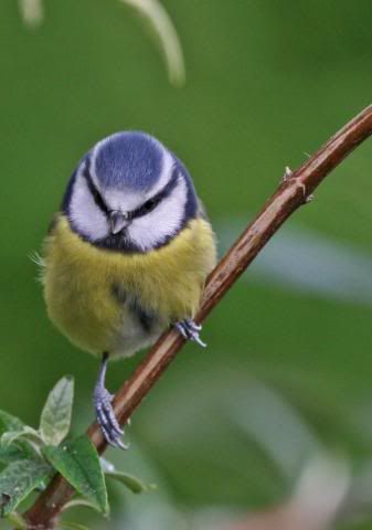 IMAGE: http://i133.photobucket.com/albums/q54/maypole_photos/bluetitperch4.jpg