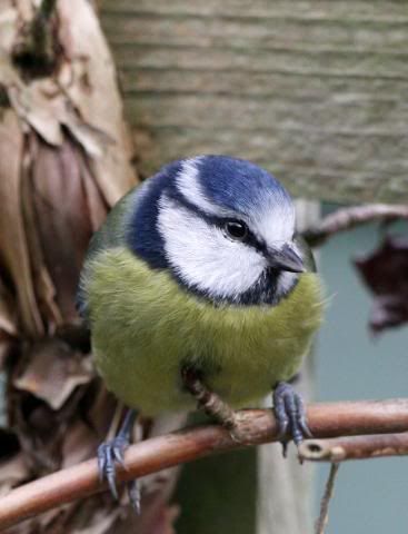 IMAGE: http://i133.photobucket.com/albums/q54/maypole_photos/bluey.jpg