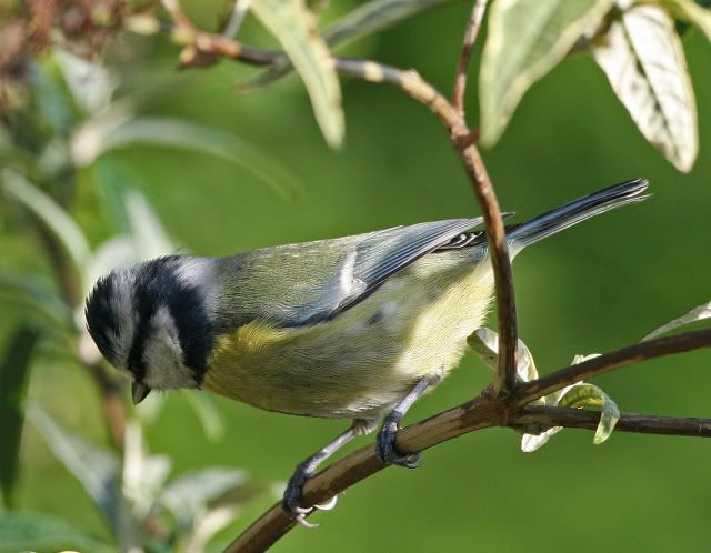 IMAGE: http://i133.photobucket.com/albums/q54/maypole_photos/bluey4.jpg