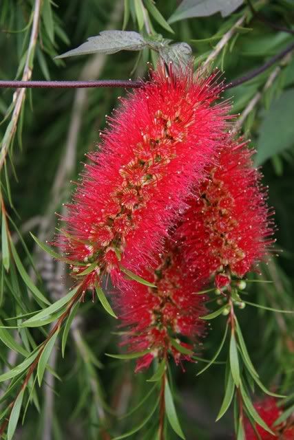 IMAGE: http://i133.photobucket.com/albums/q54/maypole_photos/bottlebrush.jpg
