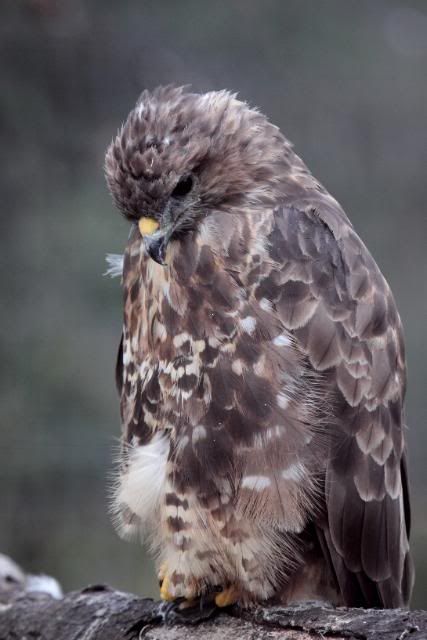 IMAGE: http://i133.photobucket.com/albums/q54/maypole_photos/buzzard4.jpg