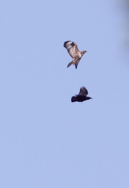 IMAGE: http://i133.photobucket.com/albums/q54/maypole_photos/buzzardcrow2.jpg