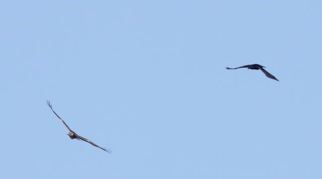 IMAGE: http://i133.photobucket.com/albums/q54/maypole_photos/buzzardcrow3.jpg