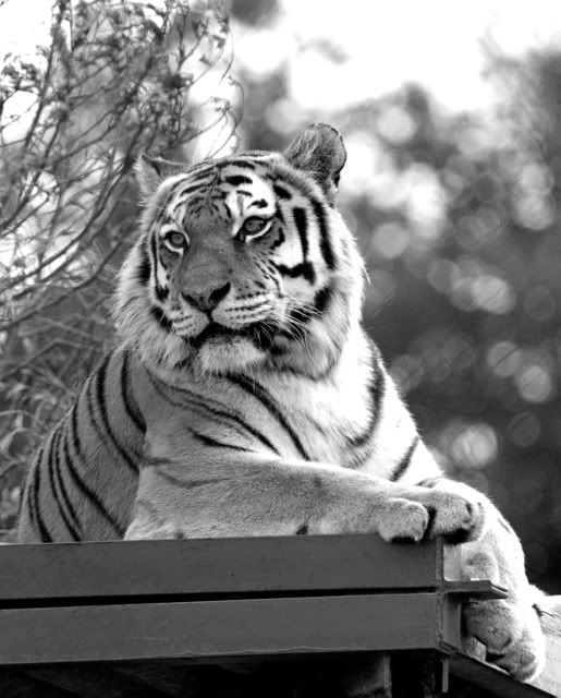 IMAGE: http://i133.photobucket.com/albums/q54/maypole_photos/bwtiger.jpg