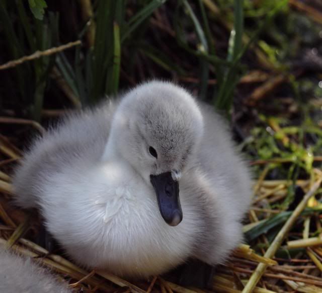 IMAGE: http://i133.photobucket.com/albums/q54/maypole_photos/cygnet-1.jpg