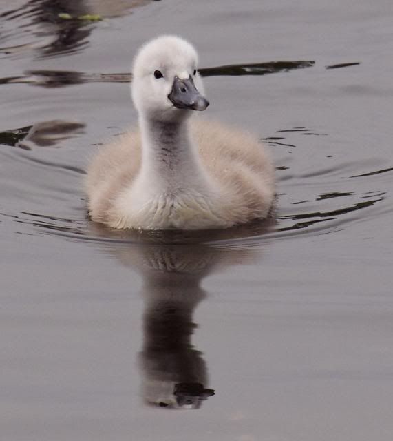 IMAGE: http://i133.photobucket.com/albums/q54/maypole_photos/cygnet070511.jpg