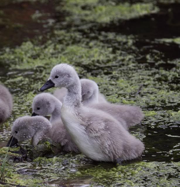 IMAGE: http://i133.photobucket.com/albums/q54/maypole_photos/cygnet0705112.jpg