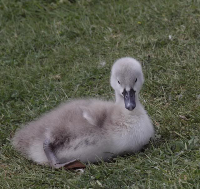 IMAGE: http://i133.photobucket.com/albums/q54/maypole_photos/cygnet0705113.jpg