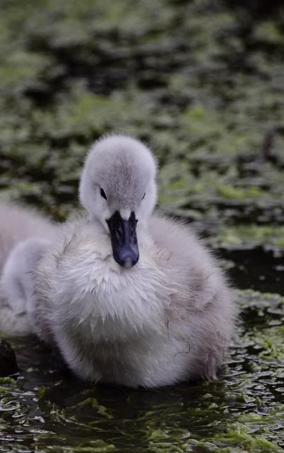 IMAGE: http://i133.photobucket.com/albums/q54/maypole_photos/cygnet0705114.jpg
